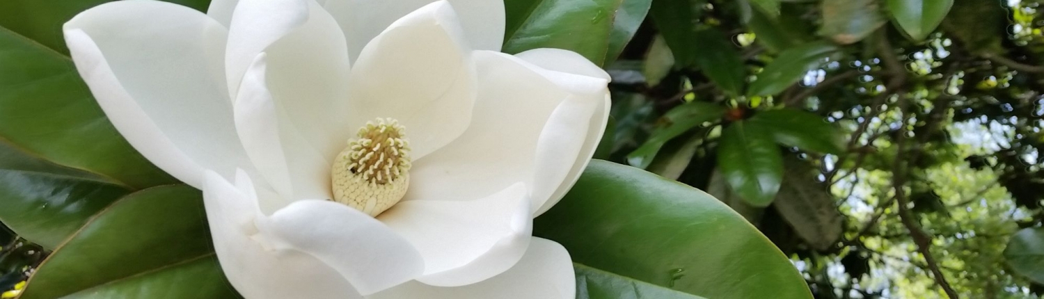 magnolia